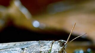 A red velvet worm and a locust are a breathtaking sight