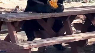 A bear was eating at a picnic