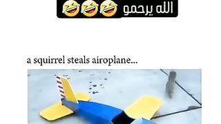 السنجاب يسرق الطائرة