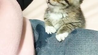 Kitten cute
