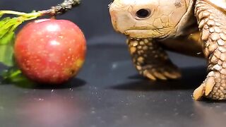 ASMR Mukbang Plum