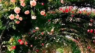 status,status video,status song,status whatsap,beast song,good song,video,songs