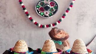 Playimg the hat game