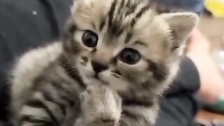 cute and adorable cat