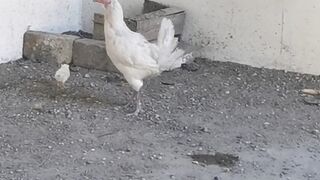 Newly born chicks