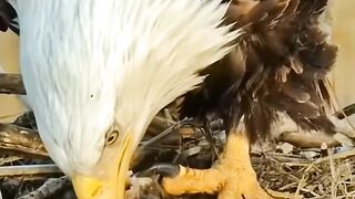mother love