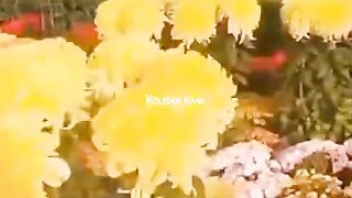status,status video,status song,status whatsap,beast song,good song,video,songs