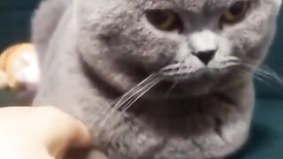 cute and adorable cat