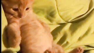 Cute kitten cat