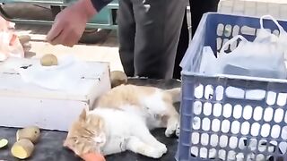 Sleeping cat