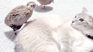 Symbiotic mutualism between cats and quail