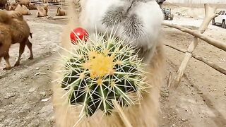 Eat kaktus