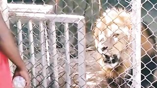 The guy is testing the lion's ability