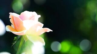 FLOWER 70,United States, Canada, Australia, UK