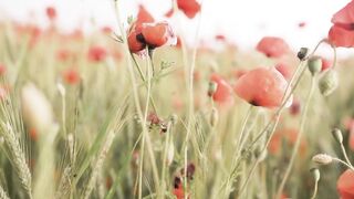 FLOWER 71,United States, Canada, Australia, UK