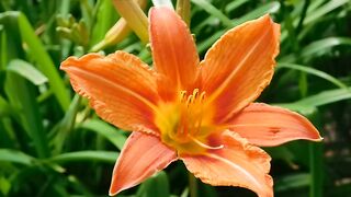 FLOWER 72,United States, Canada, Australia, UK