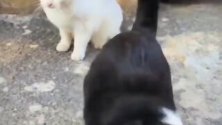 Funny cat