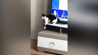 Cute cat funny video
