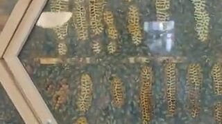 Observational beehive inside the house