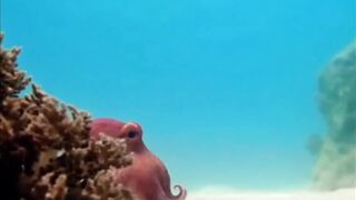 walking octopus