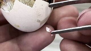 Chick was near to die - I break shell instantly