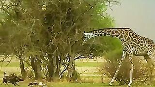 Animal hunting
