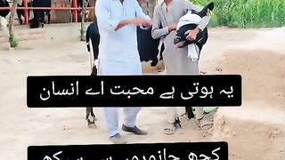 Lover cow