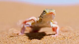 Funny desert lizard