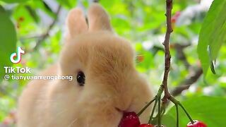 Hungry rabbit