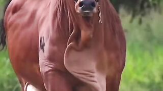 a fascinating beauty