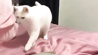 Funny video cat