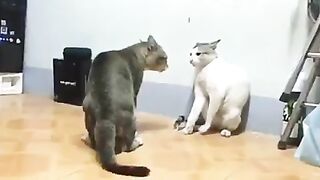 Funny cat video