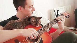 Cat music