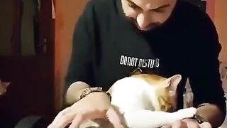 Cat cute in music