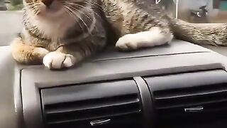 Cat cute in dasboard car