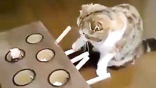 Toys for cat
