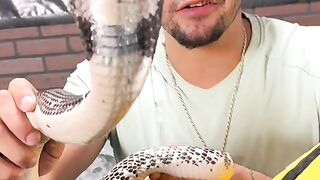 Venomous snake