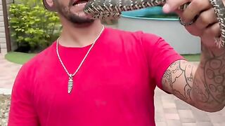 Venomous snake