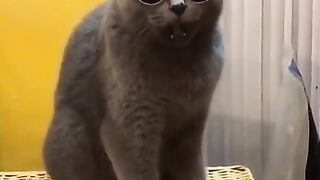 Funny cat