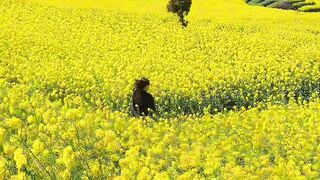 Yellow flowers