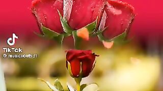 Happy rose day