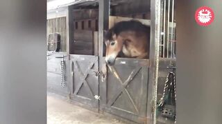 Αστια βιντεο