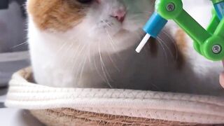 new big funny cat