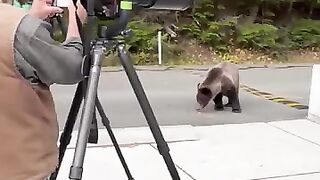 Bear drags massive tapeworm around