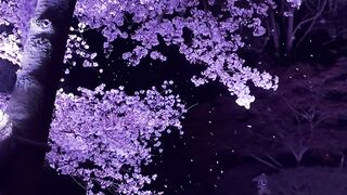 Sakura flower