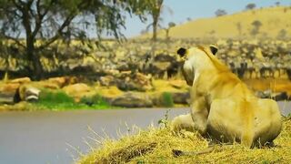 Information World - _viralreelsfb _public _viewers _viral _animallover
