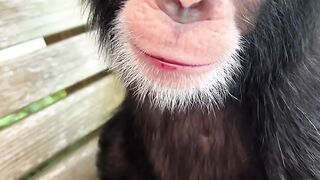 #chimp #chimpanzee #ape #monkey #cute #cutebaby