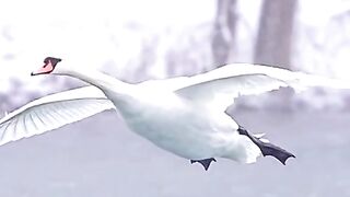 Nice Animals