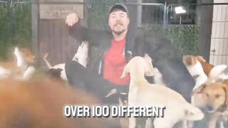 I Saved 100 Dogs From Dying