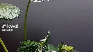 عبد الباسط